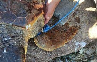 Parke taşı bağlanarak denize atılan Caretta Caretta...