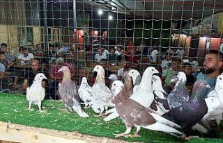 Patentli güvercinler Aydın’dan Denizli’ye uçtu
