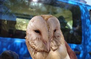 Peçeli baykuş elektrik direğine takıldı