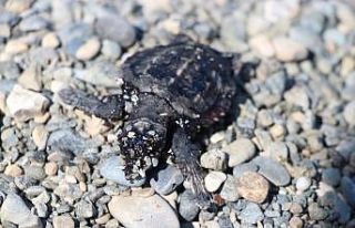 Petrol atıkları yavru deniz kaplumbağalarının...