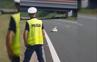 Polonya’da yaralı kuğu otobanı kilitledi