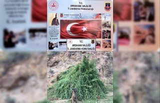 Posof’ta 6 bin kök hint keneviri ele geçirildi