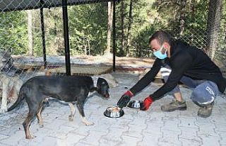 Pozantı’ya "Kısırlaştırma Merkezi"...