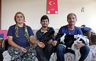 Prematüre doğan buzağını evine aldı, biberonla...