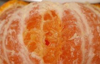 Rekolte kaybına karşı Akdeniz meyve sineği ile...