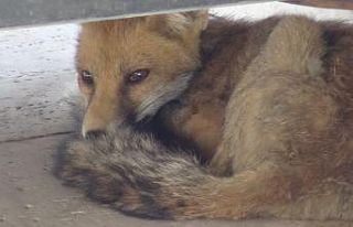 Römorkun altından tilki çıktı