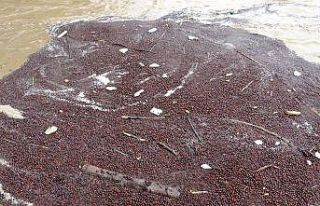 Sağanak sonrası fındık ırmağa aktı