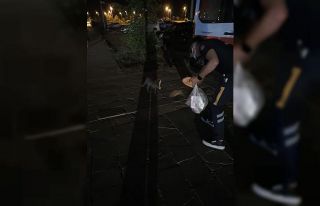 Sağlık çalışanları aç kalan tilkiyi elleriyle...