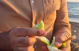 Samandağ sahilini istilacı su sümbülleri kapladı
