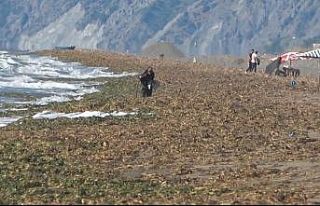 Samandağ sahilini kaplayan su canavarları için...