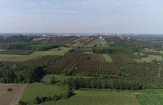 Samsun fındıkta ikinciliği bırakmayacak