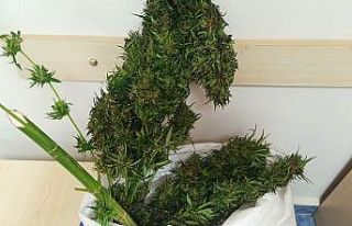 Samsun’da 1 kilo 200 gram skunk bitkisi ele geçirildi