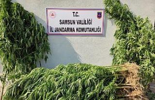 Samsun’da uyuşturucu operasyonları: 15 gözaltı