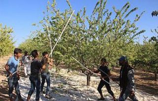 Şanlıurfa bademi Adıyaman bademine rakip oluyor