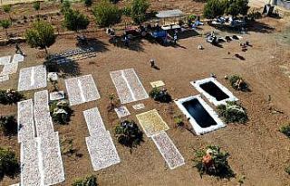 Şanlıurfa’da bağ bozumu zamanı