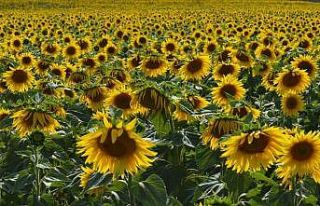 Sarı: "Kayıpları en aza indirebilmek için...