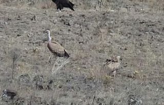 Sarıkamış’ta akbabalar görüntülendi