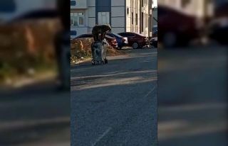 Sarıkamış’ta ayı mahalleye indi