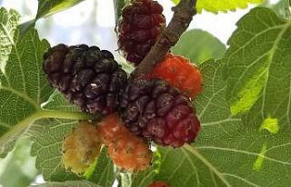 Şebinkarahisar Karadutu coğrafi işaret tescili...