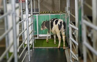 Sera gazı emisyonunu azaltmak için ineklere tuvalet...