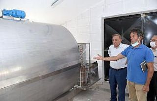 Seyhan Belediyesi mandıra kurdu