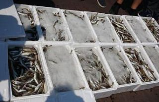 Sezon başladı, tekneler balıkla doldu