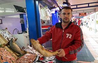 Sezonun ilk balıkları tezgâha düştü