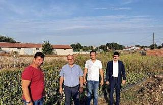 Şifa kaynağı aronya Mudanya’da üretilecek