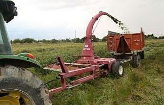 Sığır besiciliğinde ucuz ve en önemli kaba yem...