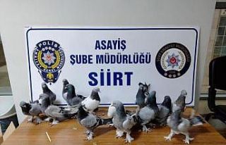 Siirt’te 14 adet güvercin çalan hırsız yakalandı