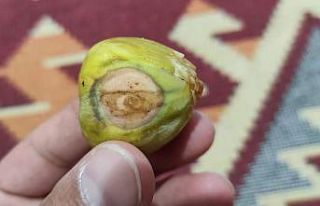 Siirt’te incirde ay ve yıldız göründü