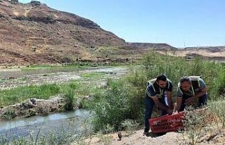 Siirt’te kene avcısı bin 60 sülün doğaya salındı
