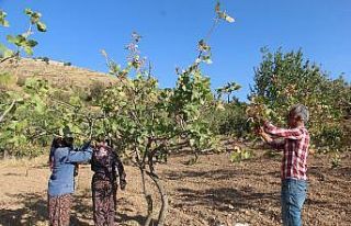 Siirt’te, ülke ekonomisine 10 milyar lira gelir...