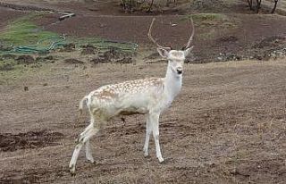 Sıklık tabiat parkına ala geyik salındı