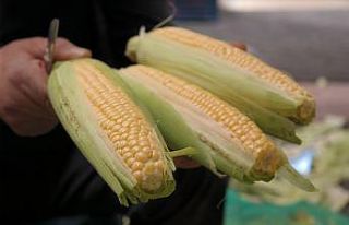 Silajlık mısır süt mısırının önünü kesti