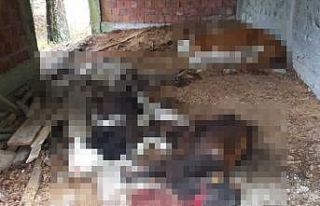 Sinop’ta ayı dehşeti: 6 büyükbaş hayvan telef...