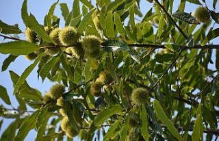 Sinop’ta kestane hasadı zamanı: "Kuzu kestanesi"...