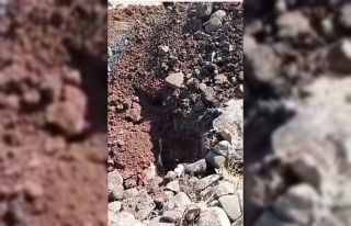 Siverek’te kuduz karantinası