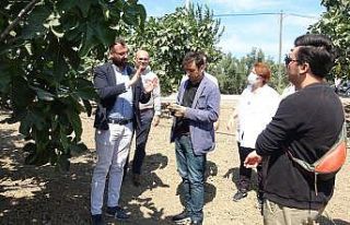 Siyah incir ihracatın gözdesi