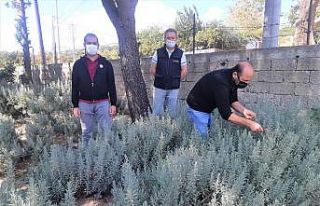 Solucan gübresi bereketi