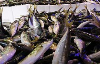 Son 10 yılın en bol istavrit avı yaşanıyor