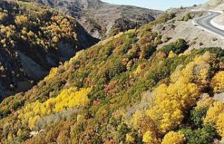 Sonbahar ile renk cümbüşü yaşanıyor