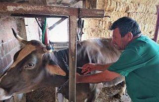 Sonbahar şap aşılama kampanyası