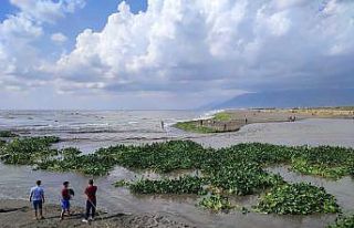 Su canavarları denizi istila etti