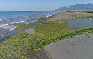 Su sümbülleri kumsalı kapladı