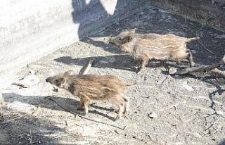 Sulama havuzuna düşen domuzları belediye ekipleri...