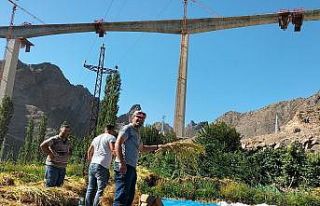 Sular altında kalacak köyde son çeltik hasadı...