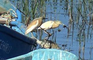 Suları sığlaşan Beyşehir Gölü kıyıları belgesel...