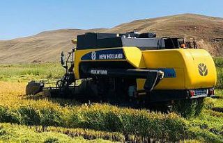 Sungurlu’da çeltik hasadı başladı