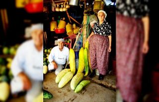 Susuz tarladan, devasa acur yetiştirdi
